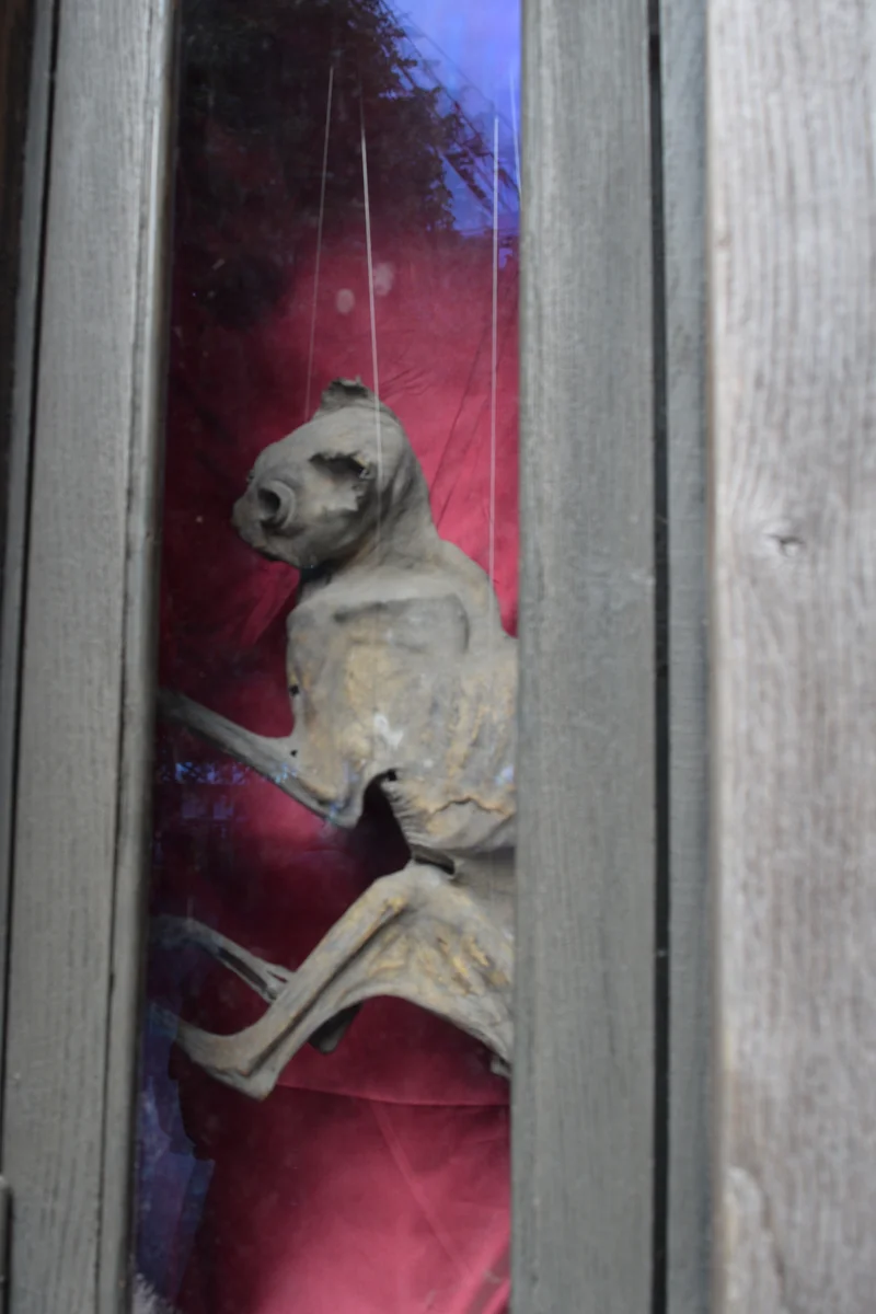 Een gemummificeerde middeleeuwse kat in haar vitrine in de Aître Saint-Maclou