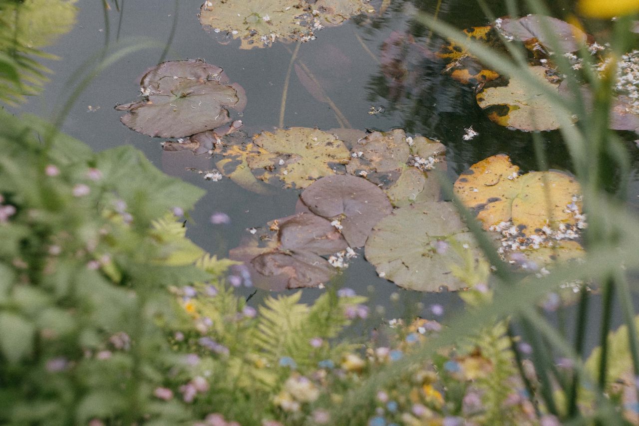 Étang de nénuphars serein entouré de fleurs éclatantes dans le jardin de Monet à Giverny